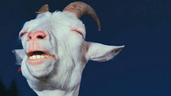 Shisha Sonderangebote